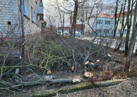 GENĖJIMAS, MEDŽIŲ ŠALINIMAS, GERBŪVIS.