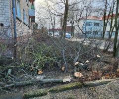 GENĖJIMAS, MEDŽIŲ ŠALINIMAS, GERBŪVIS. - 1/3