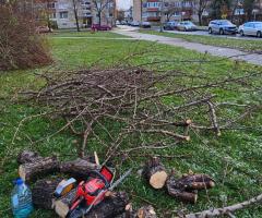 GENĖJIMAS, MEDŽIŲ ŠALINIMAS, GERBŪVIS. - 2/3
